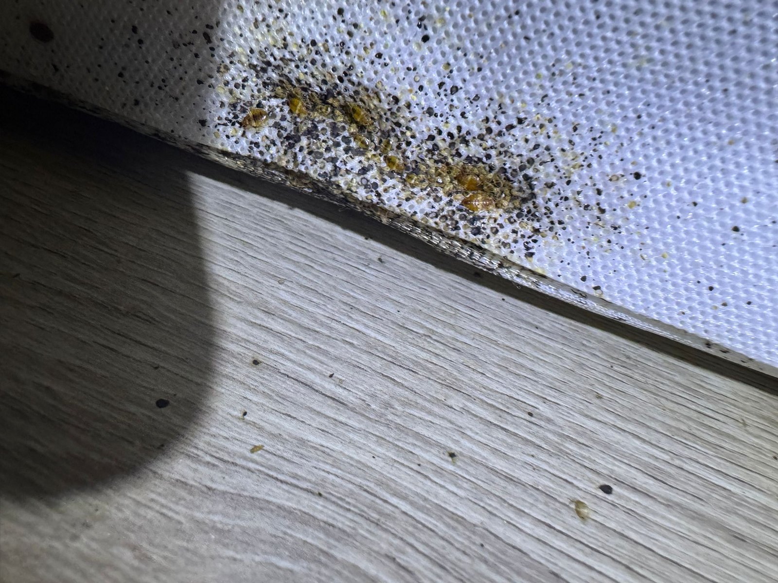 sommier infesté de punaises de lit, intervention Inratable en Île-de-France et à Paris
