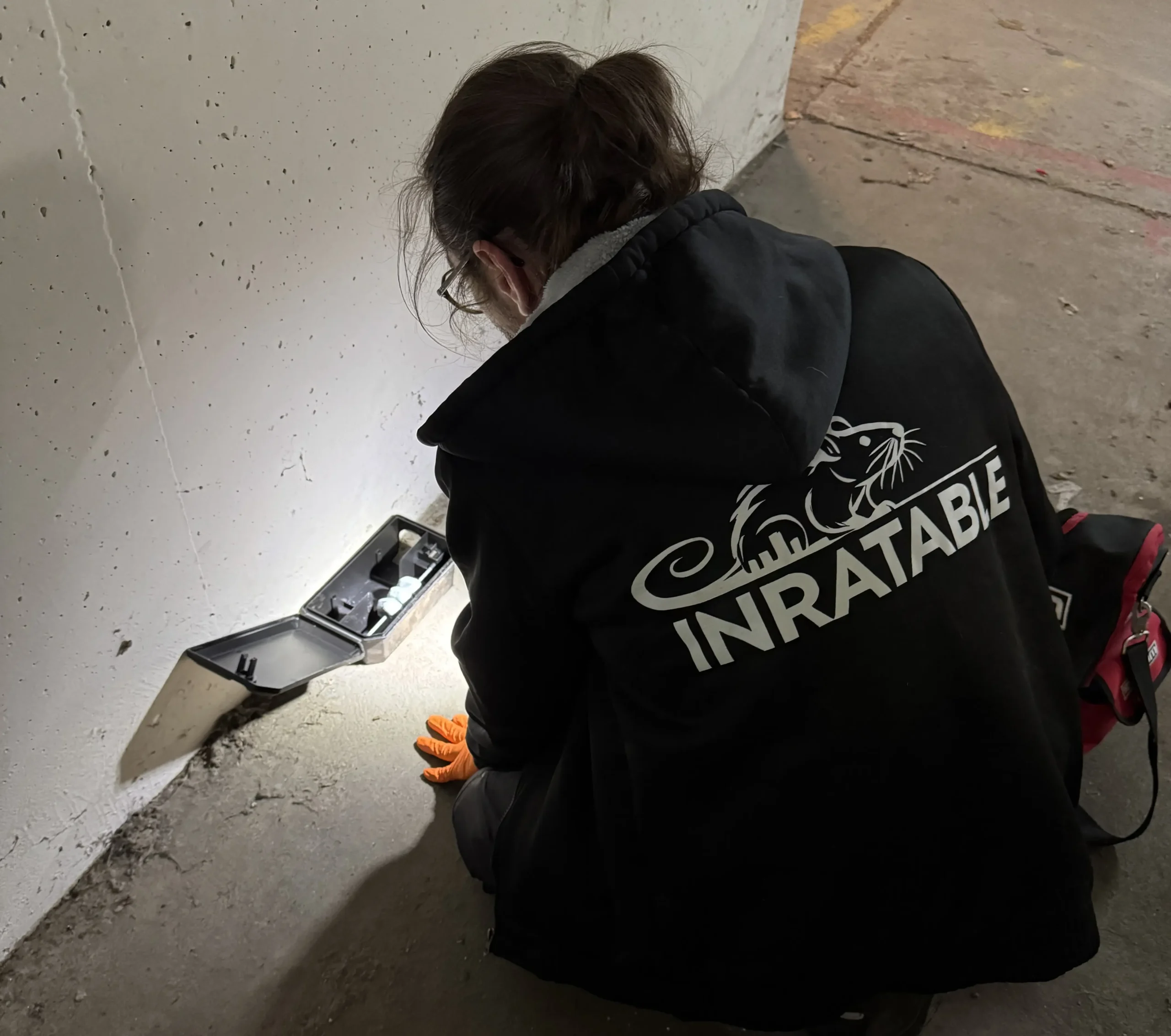 Technicien posant un piège à rats dans une cave à Paris