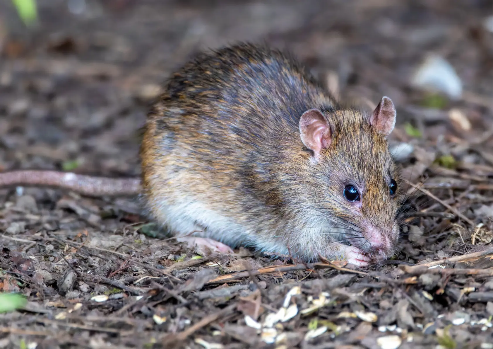 Dératisation Paris et Ile-de-France